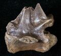 Large Cretaceous Lizard Vertebrae - Hell Creek Formation #12805-1